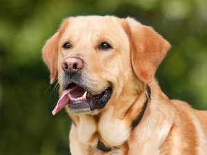 dog-1210559__340