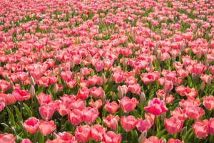 elly091092428_tp_v1