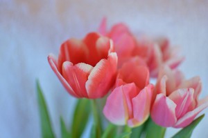 flowers-1596247__340