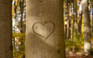 heart-1788493__340
