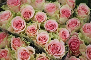 rose-1955072__340
