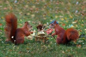 squirrel-1439135__340