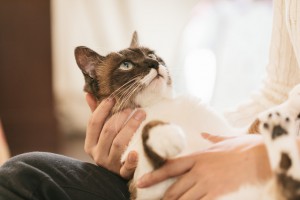 CAT9V9A9039_TP_V1