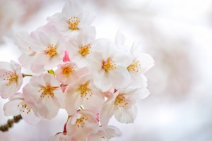 SSK_mannkainosakura_TP_V1