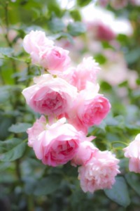 9a84d670aa1adbedf0ad8b9c2cf5a409_t