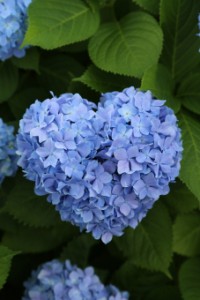 a6d374e14dd68d220b8c789974156284_t