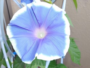 IMG00890