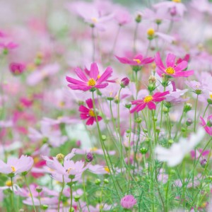 N811_awaikosumosu_TP_V1