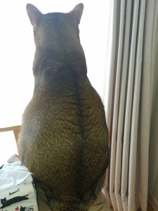 IMG02247
