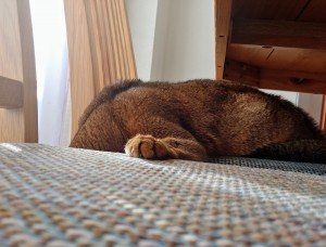 IMG07001_HDR~2(1)