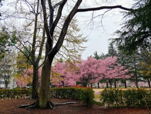 IMG08472_HDR~2(1)