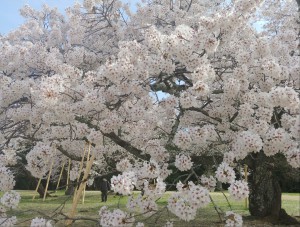 IMG08506(1)