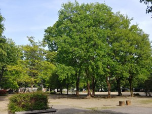 IMG08886_HDR(2)