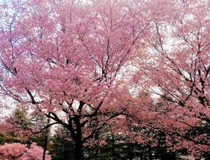 IMG11524~2(1)