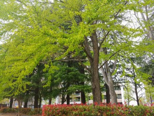 IMG11581~2(1)