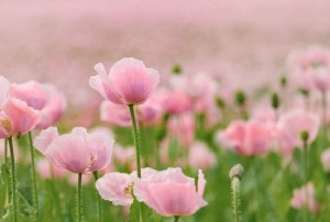 poppies-6476322__480
