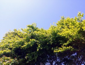 IMG14356_HDR~2(1)