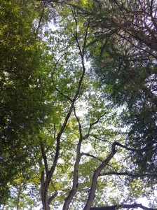 IMG00665_HDR(1)