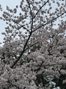 IMG_2094