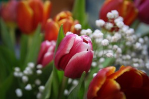 tulips-624779__340