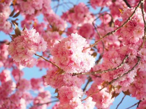 cherry-blossom-1260646__480